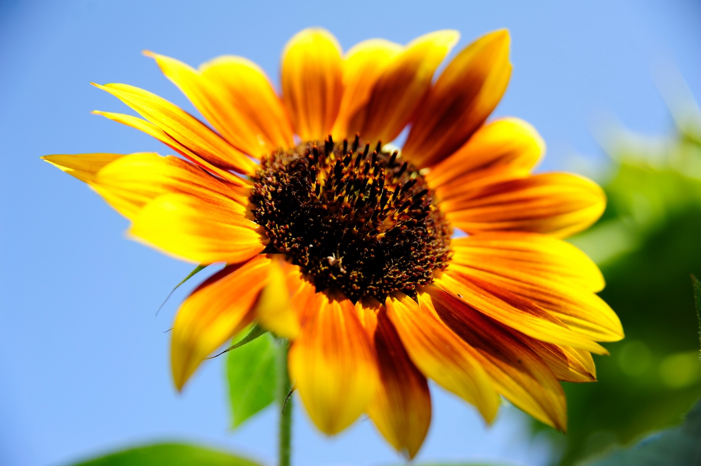 1Sunflower