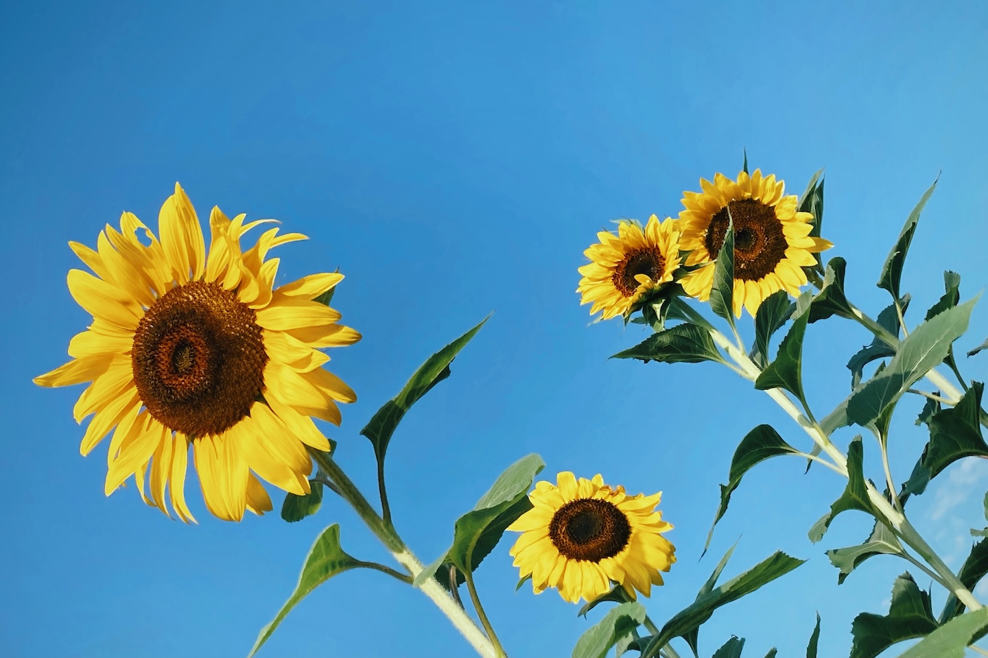 4Sunflowers