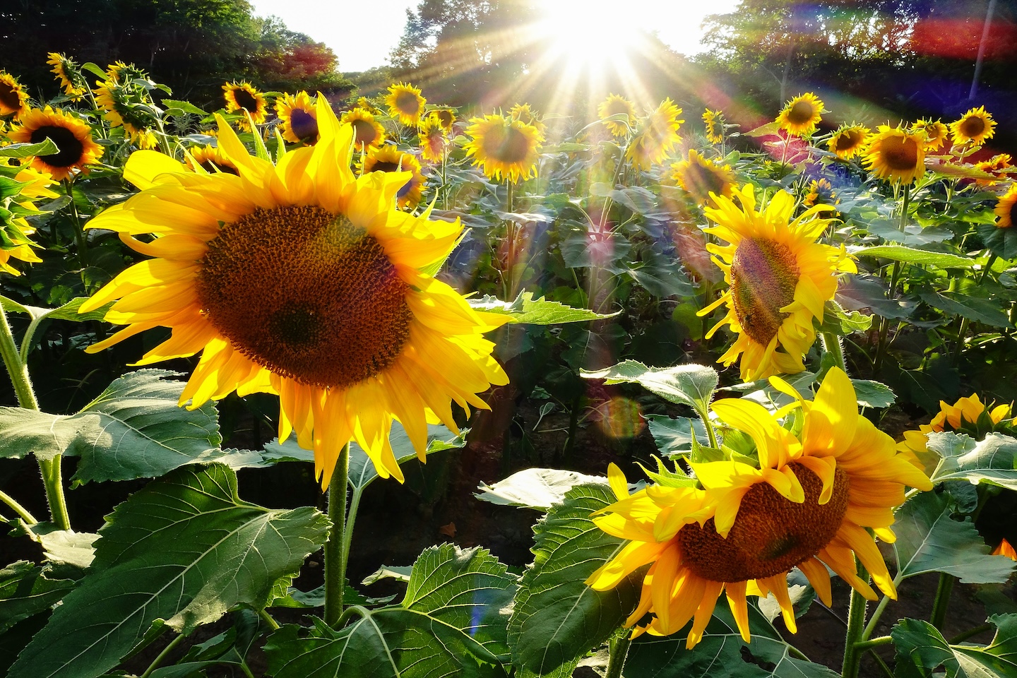 LotsOfSunflowers